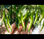 ဗီဒီယို။ အိမ်မှာ ငရုတ်သီးအမြောက်အမြား စိုက်ပျိုးနည်း
