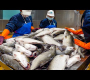 Barramundi Cutting Factory & Thai Lemon Fish Making / 金目鱸魚, 泰式檸檬魚 – Food Factory