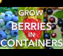 ဗီဒီယို။ ကွန်တိန်နာများတွင် ဘလူးဘယ်ရီ၊ Raspberry နှင့် Currant များကို စိုက်ပျိုးနည်း