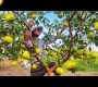 ဗီဒီယို။ နေသာသောနေ့တွင် ကျွန်ုပ်၏ခြံတွင် မာလကာသီးကို ရိတ်ပြီးရောင်းရန် သွားပါ – အနားယူခြင်း ဗီဒီယို Noal Farm
