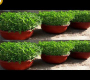 ဗီဒီယို။ ဥယျာဉ်တစ်ခု မလိုအပ်ဘဲ အိမ်တွင် ပဲနံ့သာ စိုက်ပျိုးနည်းများ