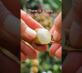 ဗီဒီယို။ Awesome Longan Fruit – Longan Farm #shorts