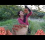 ဗီဒီယို။ အနီရောင်မြန်မာစပျစ်ပင်၊ ခရမ်းသီး – အထူးဆားသီးနှင့်စားပါ။