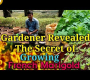 ဗီဒီယို။ Avid Gardener သည် ပြင်သစ် Marigold ကြီးထွားမှု၏ ပျိုးခင်းလျှို့ဝှက်ချက်ကို ထုတ်ဖော်ခဲ့သည်။