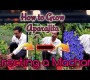 ဗီဒီယို။ ပဲပြာ သို့မဟုတ် Aparajita ကို Macchan တွင် စိုက်ပျိုးပြီး ရာနှင့်ချီသော ပန်းပွင့်များ၏ မှော်ဆန်သောရလဒ်များကို ကြည့်ရှုပါ။