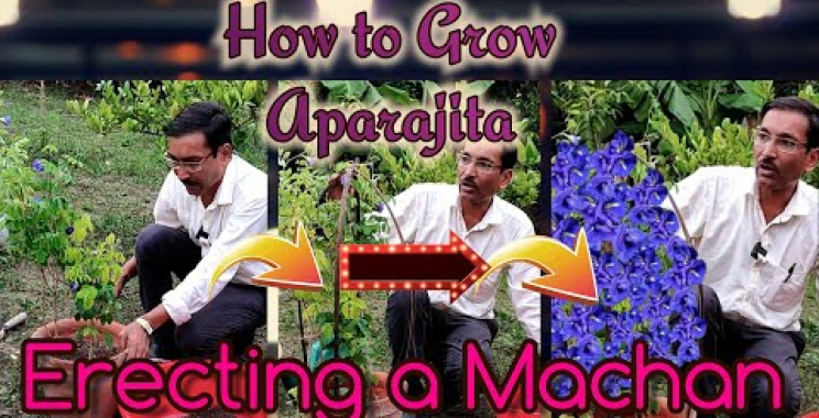 ဗီဒီယို။ ပဲပြာ သို့မဟုတ် Aparajita ကို Macchan တွင် စိုက်ပျိုးပြီး ရာနှင့်ချီသော ပန်းပွင့်များ၏ မှော်ဆန်သောရလဒ်များကို ကြည့်ရှုပါ။