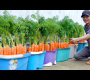 ငါမုန်လာဥနီဘယ်လိုကြီးထွားလာတယ်ဆိုတာကိုသူတို့မြင်တဲ့အခါလူတွေကရယ်မောကြတယ်