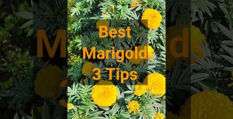 ဗီဒီယို။ အရည်အသွေးအကောင်းဆုံး Marigolds ရရှိရန် အကြံပြုချက် 3 ခု