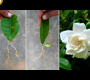 ဗီဒီယို။ Gardenia အရွက်မှ Gardenia ကြီးထွားရန်နည်းလမ်းသစ်