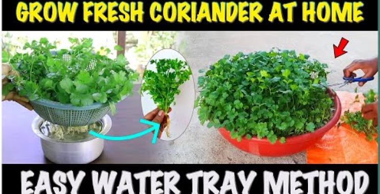 ဗီဒီယို။ Coriander ကို ရေတွင် စိုက်ပျိုးနည်း