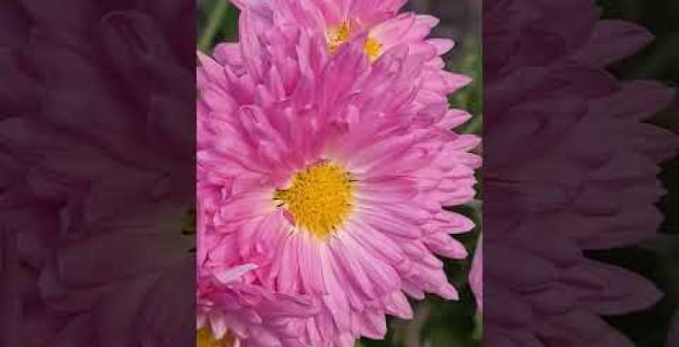 ဗီဒီယို။ Rooftop Garden Flowers 💐 😍 ✨️