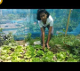 ဗီဒီယို။ ရေသက်သာတဲ့ စိုက်ပျိုးနည်း… မြင့်မြင့် IQwin