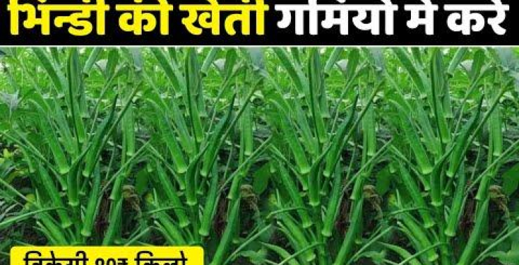 ဗီဒီယို။ bhindi ki kheti, okra ki kheti, okra ki kheti, ရုံးပတီသီး နွေရာသီတွင် စိုက်ပျိုးခြင်း