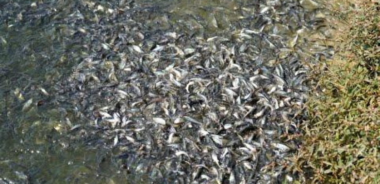 Pangasius ငါးအစာကျွေးခြင်း | Hybrid Pangas ငါးမွေးမြူရေးလုပ်ငန်းသုံး အစာကျွေးနည်းစနစ် အပိုင်း-၂
