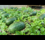 ဗီဒီယို။ အချိုသာဆုံး၊ ဂရုမစိုက်ဘဲ အထွက်နှုန်းမြင့်သော ဖရဲသီးများကို စိုက်ပျိုးပြီး ဥယျာဉ်မလိုအပ်ပါ။