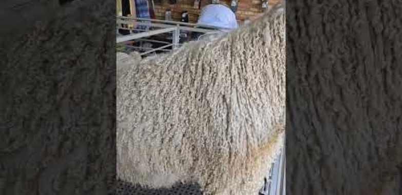 ဗီဒီယို။ Angora ဆိတ်ကို ရှာဖွေပါ- မွေးမြူရေးခြံ၏ ဖိုက်ဘာစူပါစတား