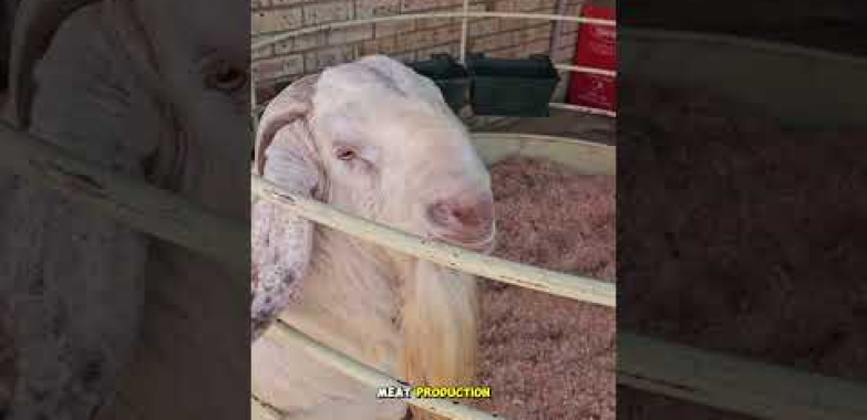 ဗီဒီယို။ မွေးမြူရေးလုပ်ငန်းတွင် Savanna Goat Hardness အကြောင်း ကျွမ်းကျင်သူများ သိထားသည်များ