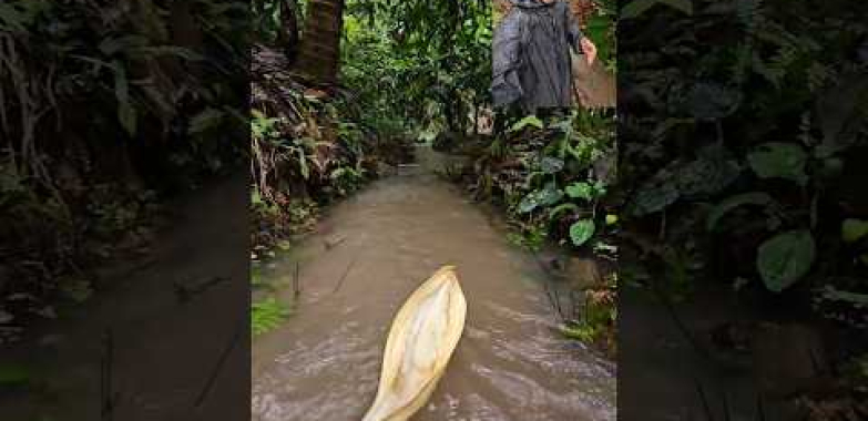 ဗီဒီယို။ Rainwater Swales
