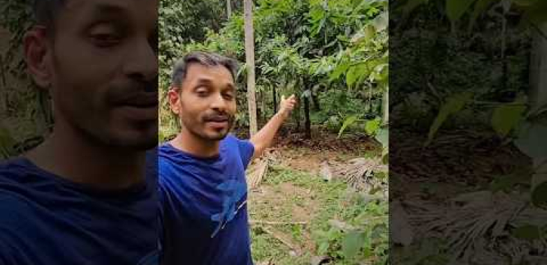ဗီဒီယို။ Varanashi အော်ဂဲနစ်ခြံများရှိ အံ့သြဖွယ်ကောင်းသော စိုက်ပျိုးရေးသစ်တော