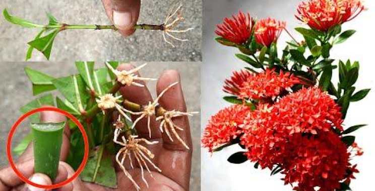 ဗီဒီယို။ ရှားစောင်းလက်ပတ်အပင်ကို 100% ဖြတ်ပြီး Ixora ပန်းပင်ကို စိုက်ပျိုးနည်း