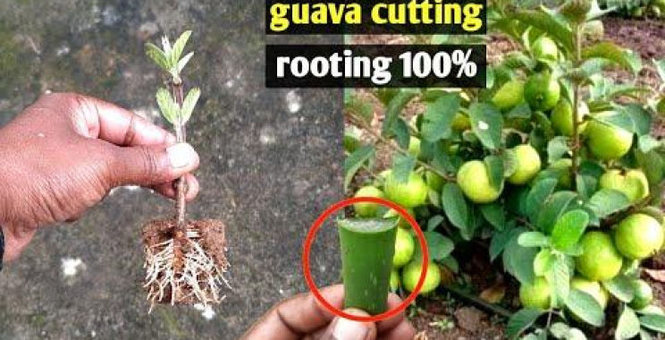ဗီဒီယို။ Aloe Vera Gel ဖြင့် မာလကာပင်ကို ခုတ်ထစ်စိုက်ပျိုးပါ။