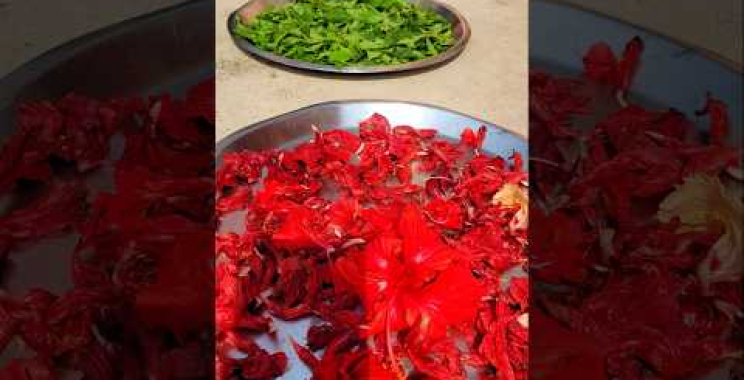 ဗီဒီယို။ ရှားရှားပါးပါး Hibiscus ပန်းပင် Jhumka Jaba Phool ပန်း 🌸 🌸 🌸 🌸