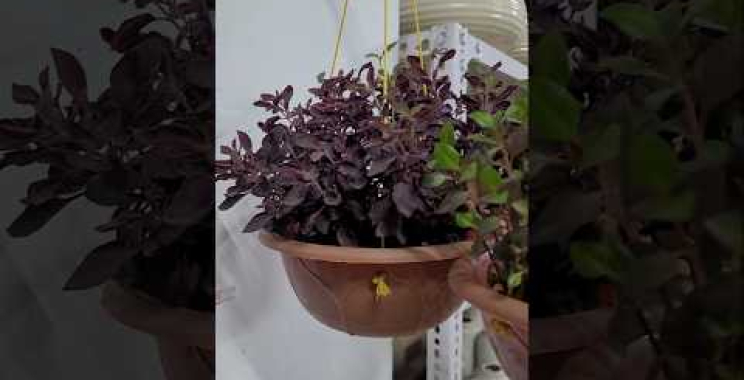 ဗီဒီယို။ မိုးပျံအပင်နာမည်သိလား။