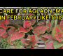 ဗီဒီယို။ ဖေဖော်ဝါရီလတွင် Aglaonema ကိုဘယ်လိုပြုစုမလဲ။