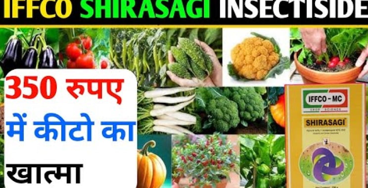 ရေကန် iffco shirasagi ။ fipronil 40% ။ Imidacloprid 40% ။ အားလုံး keto ကာလ။ thrips.aphids.mahu ။ ပိုးထုပ်