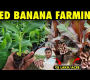 ဗီဒီယို။ ငှက်ပျောနီစိုက်ပျိုးရေး