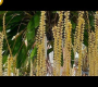 ဗီဒီယို။ Fort Lauderdale Orchid Society Scow 2022