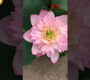ဗီဒီယို။ Pink lady lotus ဤကြာပန်းအမျိုးအစားသည် ကြီးထွားရန်လွယ်ကူပြီး ပန်းများစွာရှိသည်။