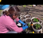 ဗီဒီယို။ ဆောင်းရာသီအပြီးတွင် ကျွန်ုပ်၏ဥယျာဉ်ကို သန့်ရှင်းရေးလုပ်ပါ။