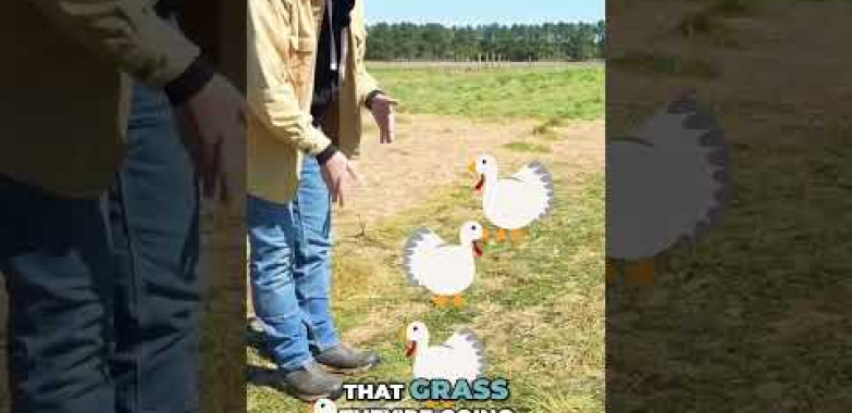 ဗီဒီယို။ ဤတူရကီများသည် မြေပြင်သို့ မည်သို့လုပ်ဆောင်သည်ကို စစ်ဆေးပါ။