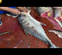 Digha Mohana ငါးဈေး အပိုင်း-၂ ရှိ Yellowfin တူနာ ပင်လယ်ငါးဖြတ်ခြင်းနှင့် လှီးဖြတ်ခြင်း ကျွမ်းကျင်မှု