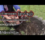 ဗီဒီယို။ အပင်အားဆေးပြုလုပ်နည်း