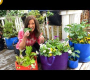 ဗီဒီယို။ ? တိုက်ရိုက်ထုတ်လွှင့်မှု- ဝရံတာ/သေးငယ်သောနေရာ၊ ဥယျာဉ်တွင် သင့်ကိုယ်ပိုင်ကုန်စုံများ စိုက်ပျိုးနည်း