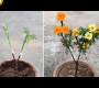 ဗီဒီယို။ Marigold Plant တစ်ခုတည်းတွင် Marigold ပန်း 2 ရောင်ရရှိအောင်ပြုလုပ်နည်း၊ Marigold Multiple Grafting
