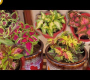 ဗီဒီယို။ ဥယျာဉ်အတွက် ရောင်စုံ Coleus မျိုးကွဲများ