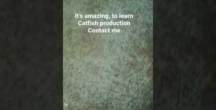 ငါးခူထုတ်လုပ်မှု၊ #catfishfarm #aquarium #catfishfarming #cathfish လေ့လာပါ။