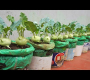 ဗီဒီယို။ ကော်လာဘီကို အိတ်များနှင့် ဆေးဗူးများတွင် စိုက်ပျိုးကြည့်ပါ၊ ဥက ဒီလောက်ကြီးမယ်လို့ မမျှော်လင့်ထားဘူး