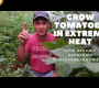 ဗီဒီယို။ အလွန်အမင်း အပူရှိန်တွင် ခရမ်းချဉ်သီး စိုက်ပျိုးနည်းနှင့် သင့်ဥယျာဉ်မေးခွန်းများကို ဖြေပါ။