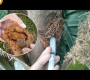 ဗီဒီယို။ အုန်းပင်ကို ပိုးမွှားသတ်နည်းနှင့် ကာကွယ်နည်း