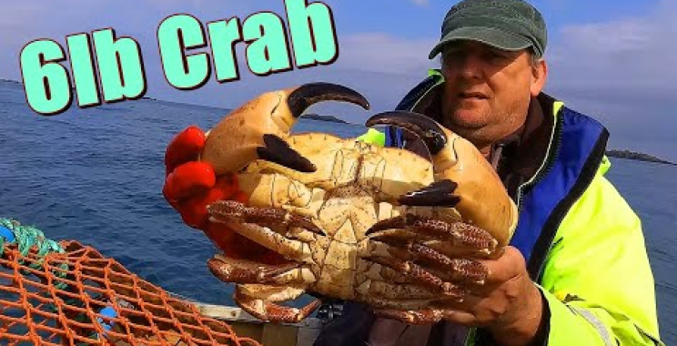 The Dinghy Plus Lobster & Spider Crab 2024 မှ ​​6lb Brown Crab မှ တတိယမြောက် အကောင်ကြီး