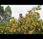 ဗီဒီယို။ ရိတ်သိမ်းရန် အပူပိုင်းဒေသ လိမ္မော်သီး ဥယျာဉ်များ – မျိုးကွဲများ စိုက်ပျိုးရန် ခက်ခဲပြီး ရှားပါးသော စျေးကွက်သို့ တင်ပို့ရောင်းချပါသည်။