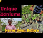 ဗီဒီယို။ ထူးခြားတဲ့ Adeniums တွေကို သင် အရင်က မတွေ့ဖူးပါဘူး။