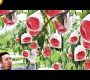 ဗီဒီယို။ အနီရောင် အသီးအနှံနှင့် ဟင်းသီးဟင်းရွက် တန်ချိန် လယ်သမား ရိတ်သိမ်းခြင်းကို ကြည့်ရှုပါ – သလဲသီး၊ Rosehip၊ ဂျပန်မက်မွန်သီး ရိတ်သိမ်းခြင်း