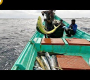ပင်လယ်ထဲတွင်ဖမ်းမိသော Mahi Mahi ငါးများ နောက်သို့ ပြန်သွားရန်