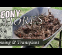 ဗီဒီယို။ နွေဦးပေါက် peony အလုပ်များ- မျိုးစေ့မှ peonies စိုက်ပျိုးခြင်း // နွေဦးရာသီ ကူးပြောင်းမှုများ