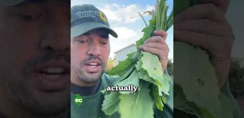 ငါ “booty မုန်လာဥ” ရိတ်သိမ်း